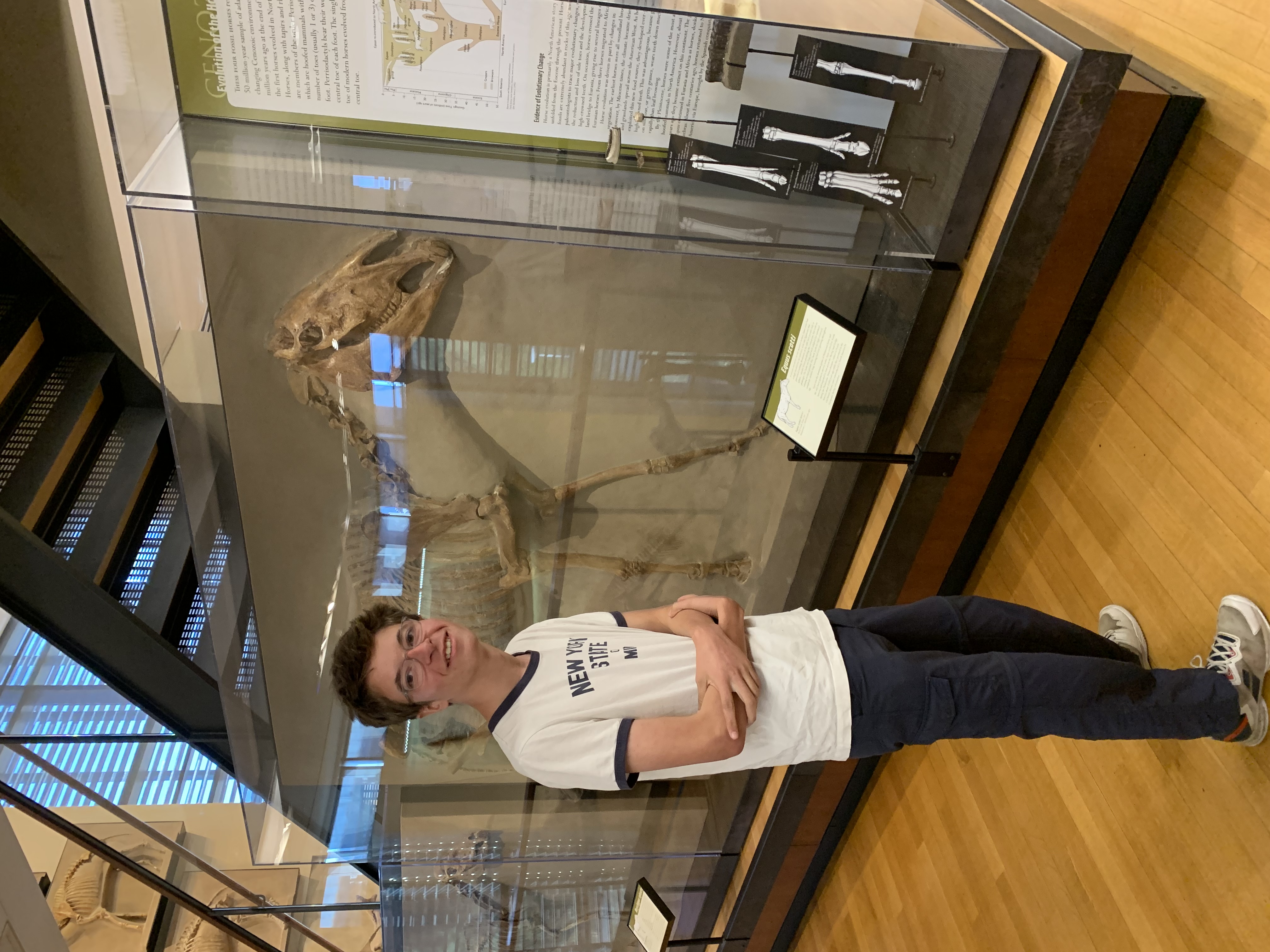 Amherst Museum Exhibit: Horse Fossil