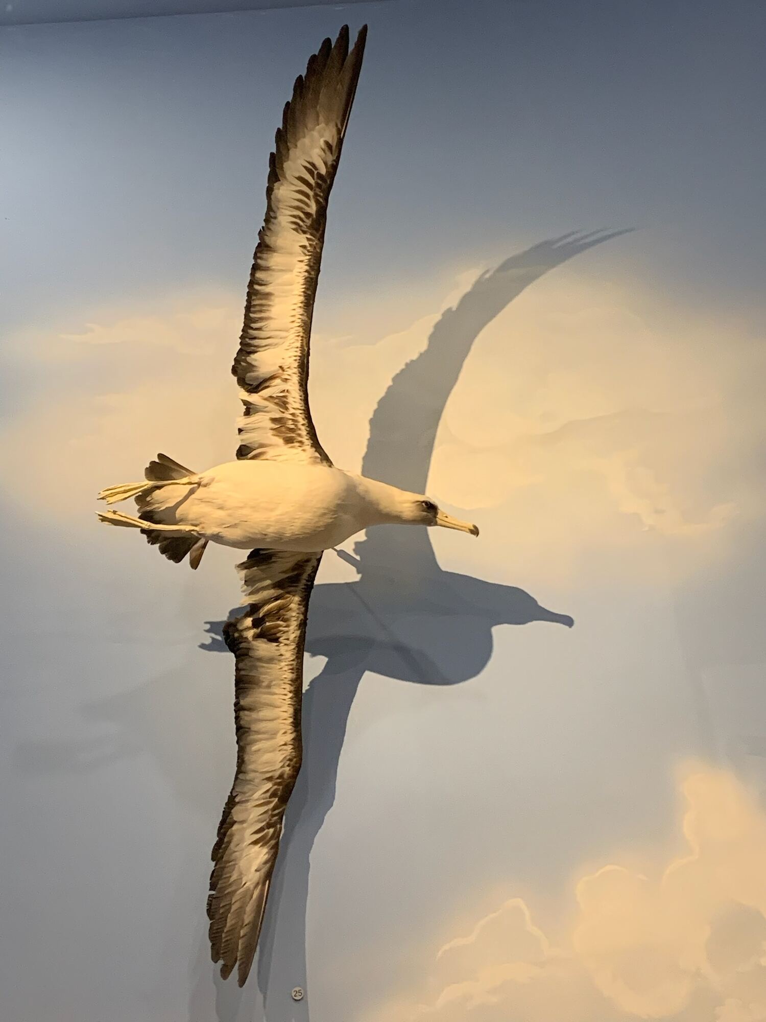 Museo de las Aves de México, Saltillo 2022, photo 6