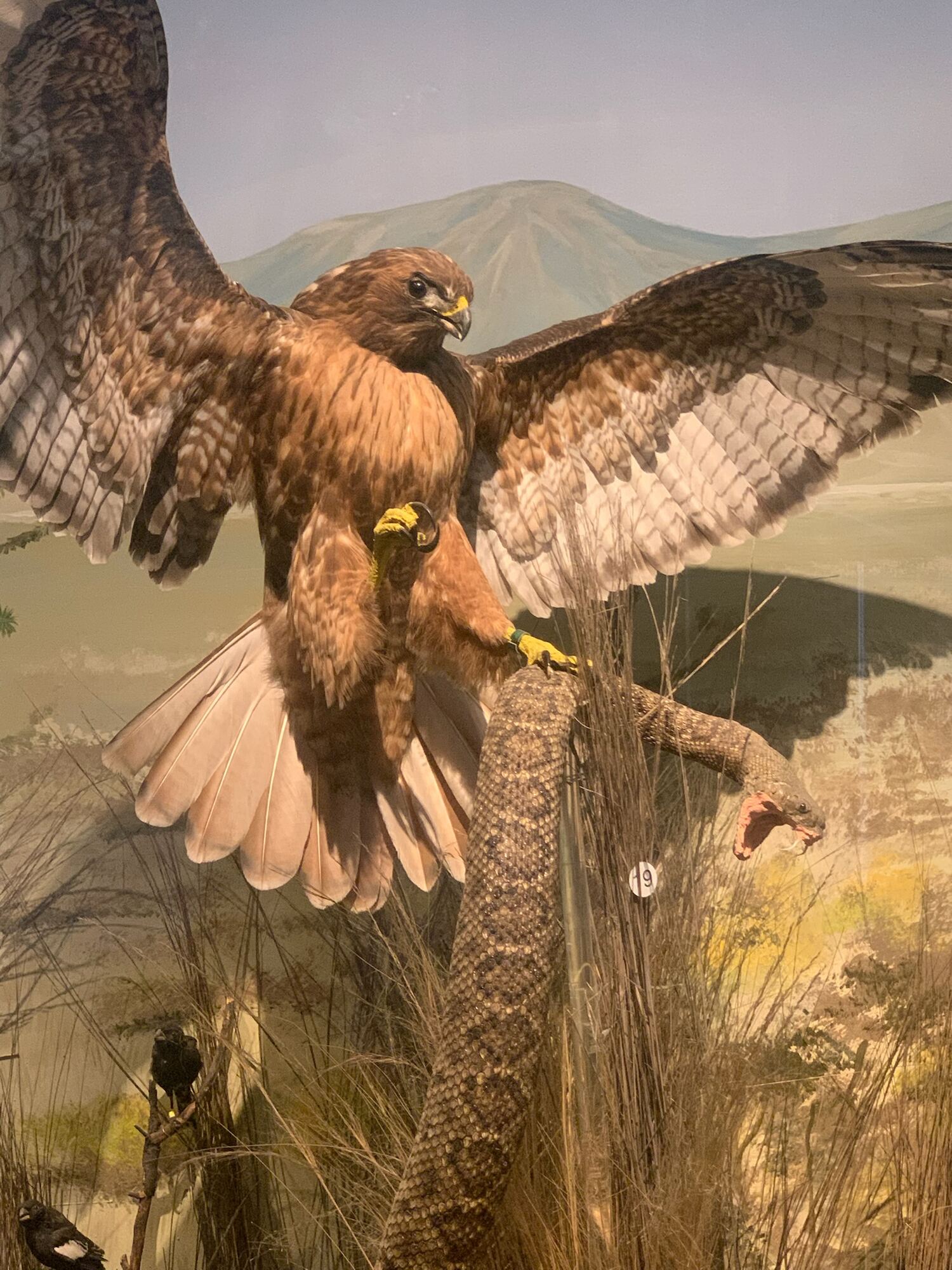 Museo de las Aves de México, Saltillo 2022, photo 7