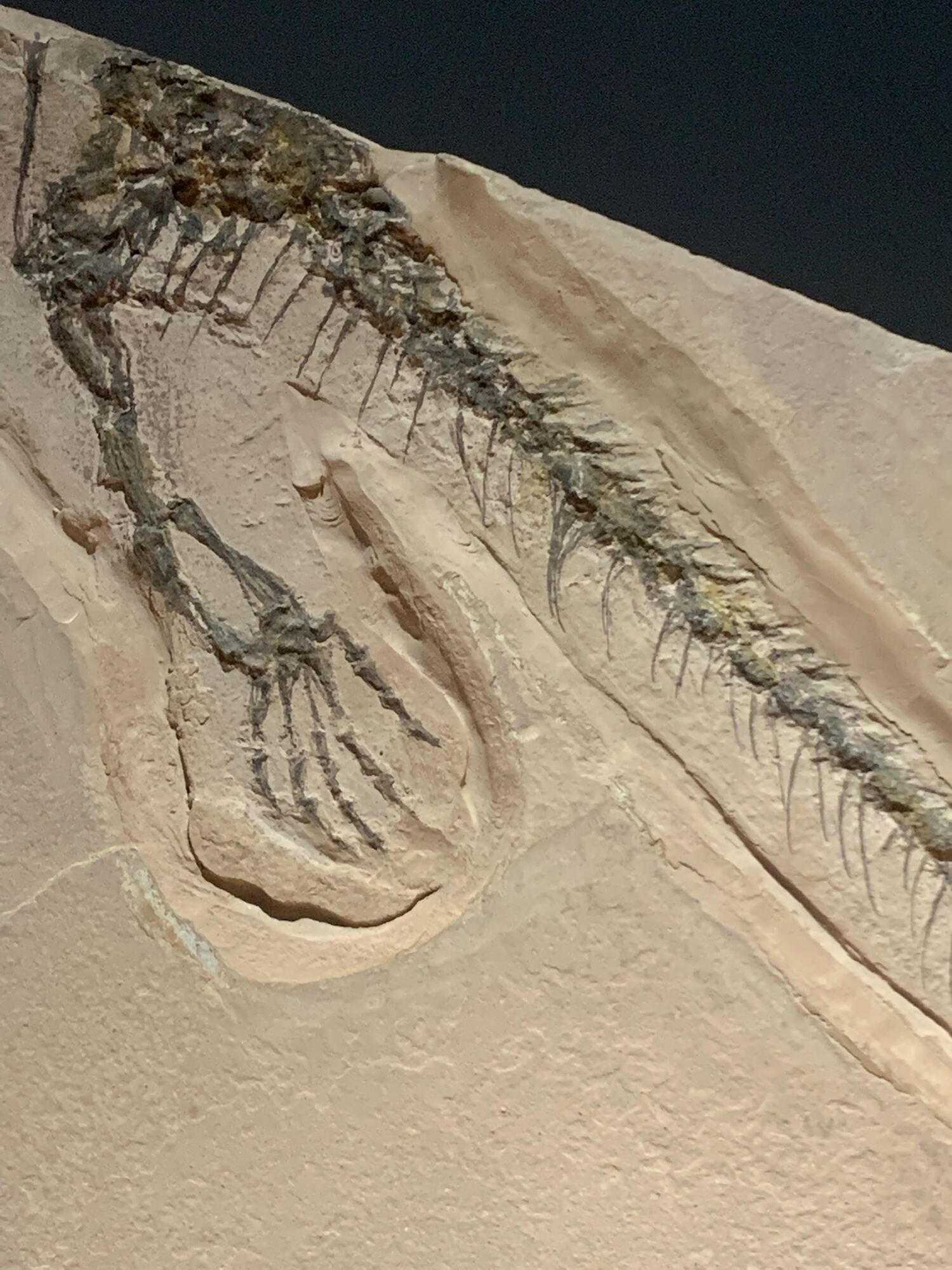Museo del Desierto, Saltillo 2022, photo 3