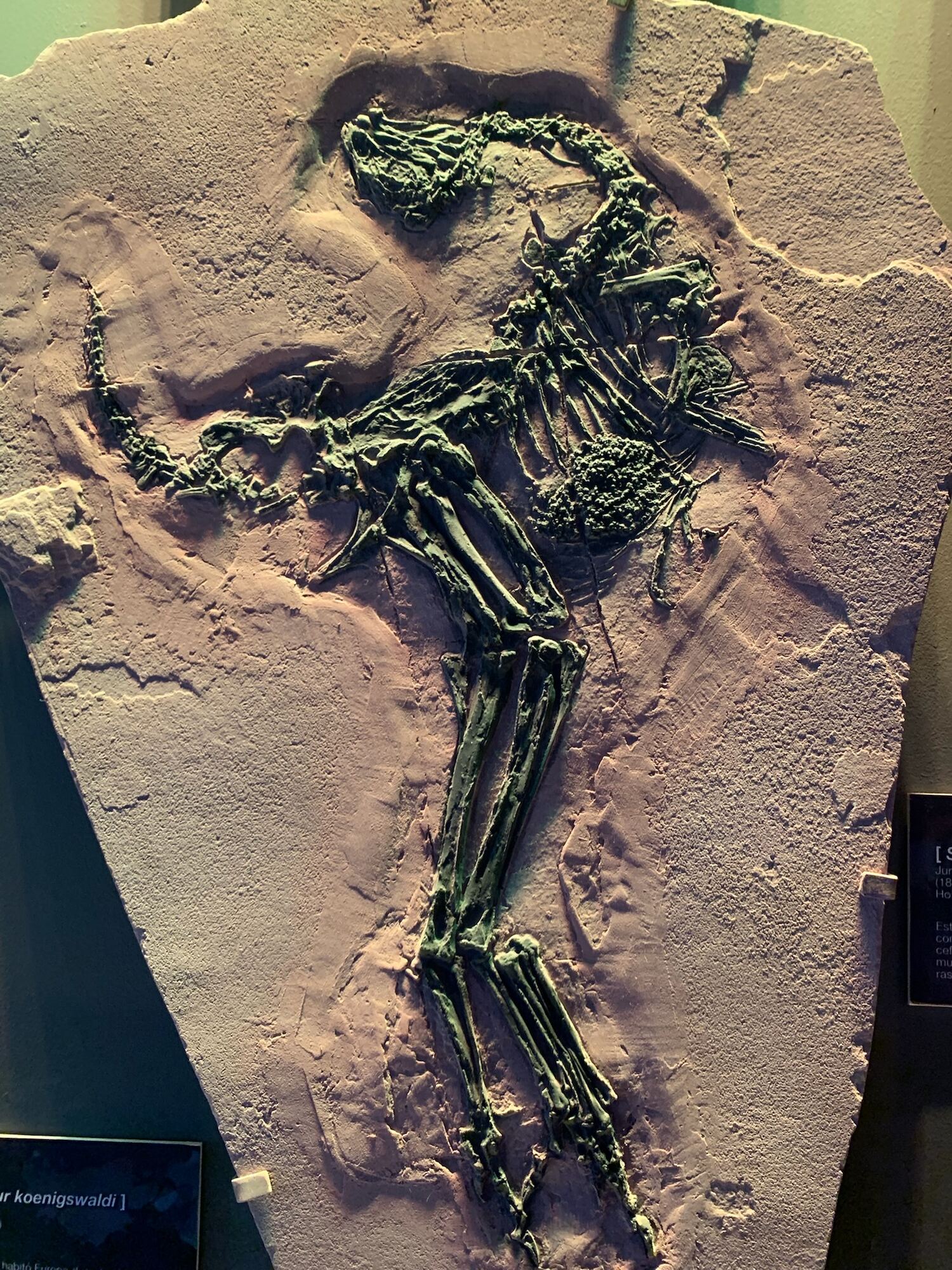 Museo del Desierto, Saltillo 2022, photo 18