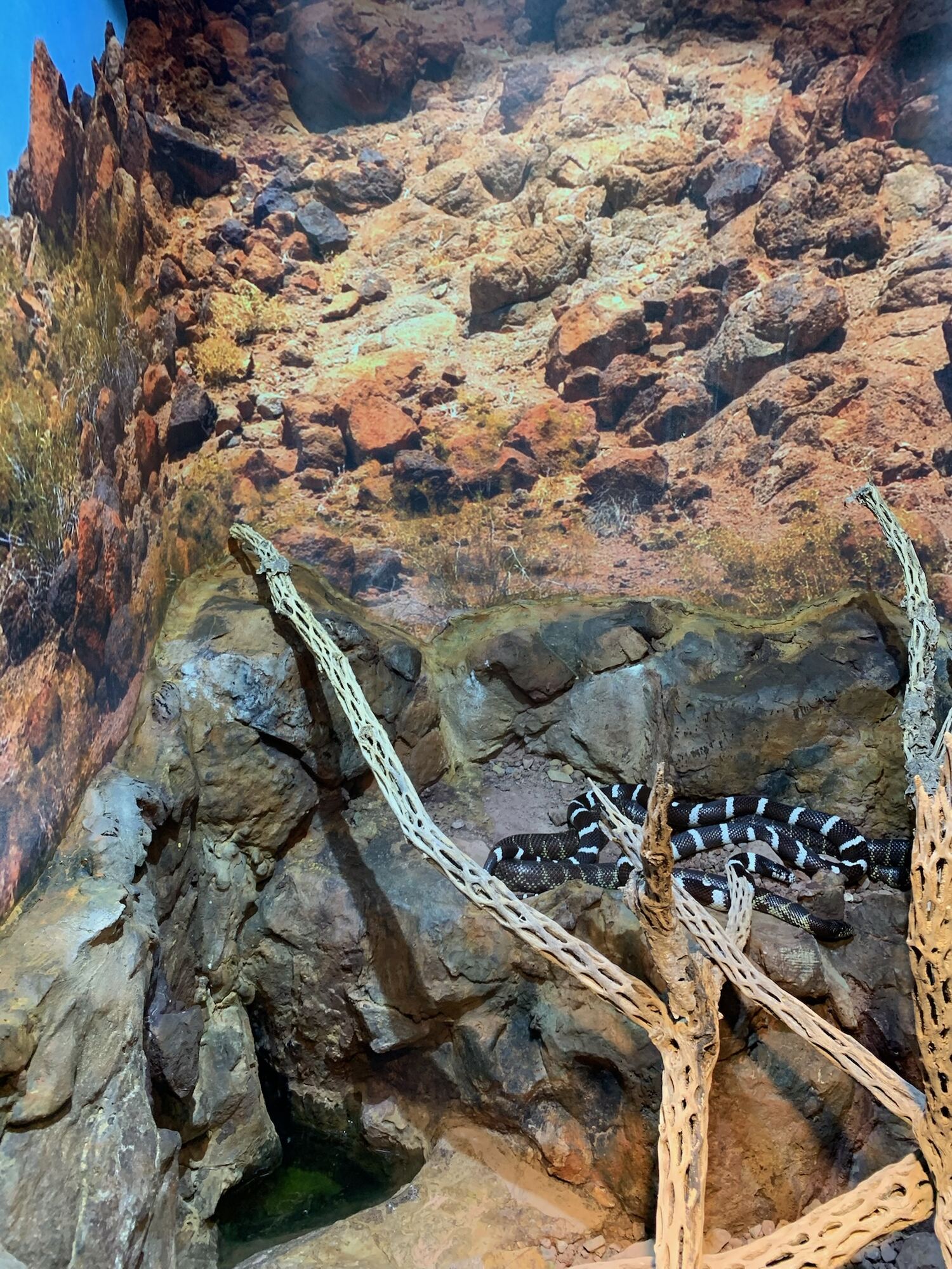 Museo del Desierto, Saltillo 2022, photo 21