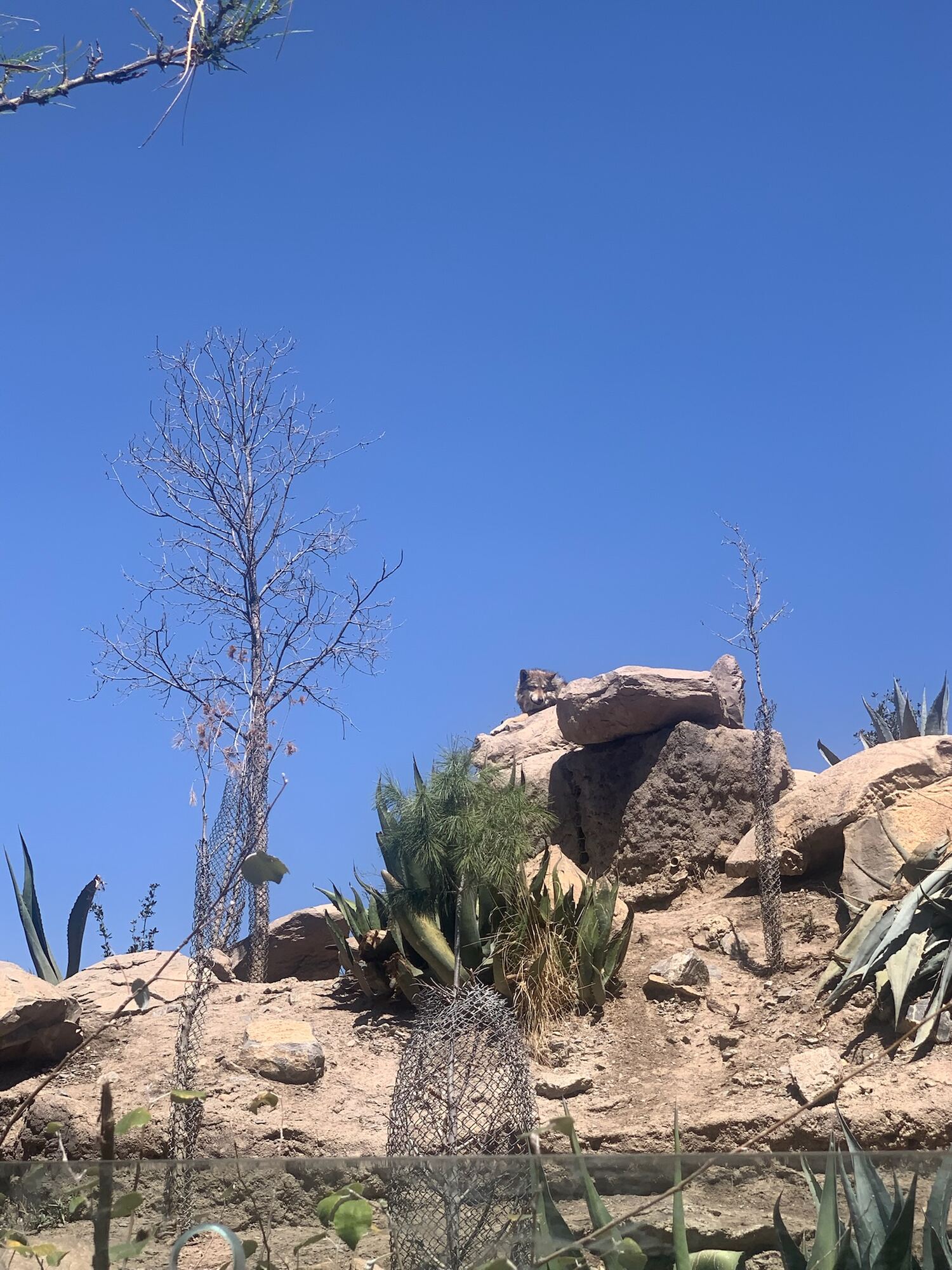 Museo del Desierto, Saltillo 2022, photo 23