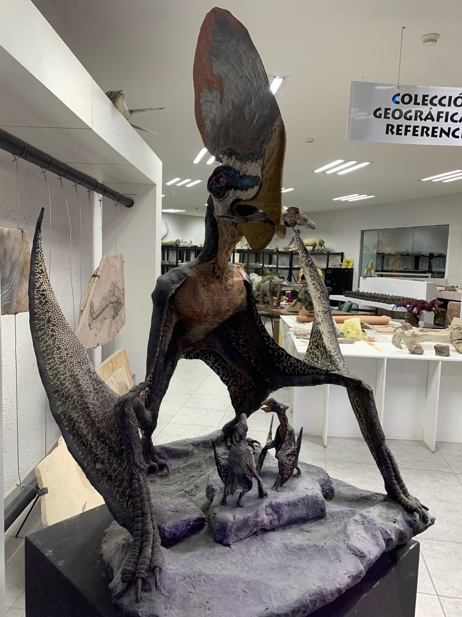 A pterosaur model in the museum's reference collection.