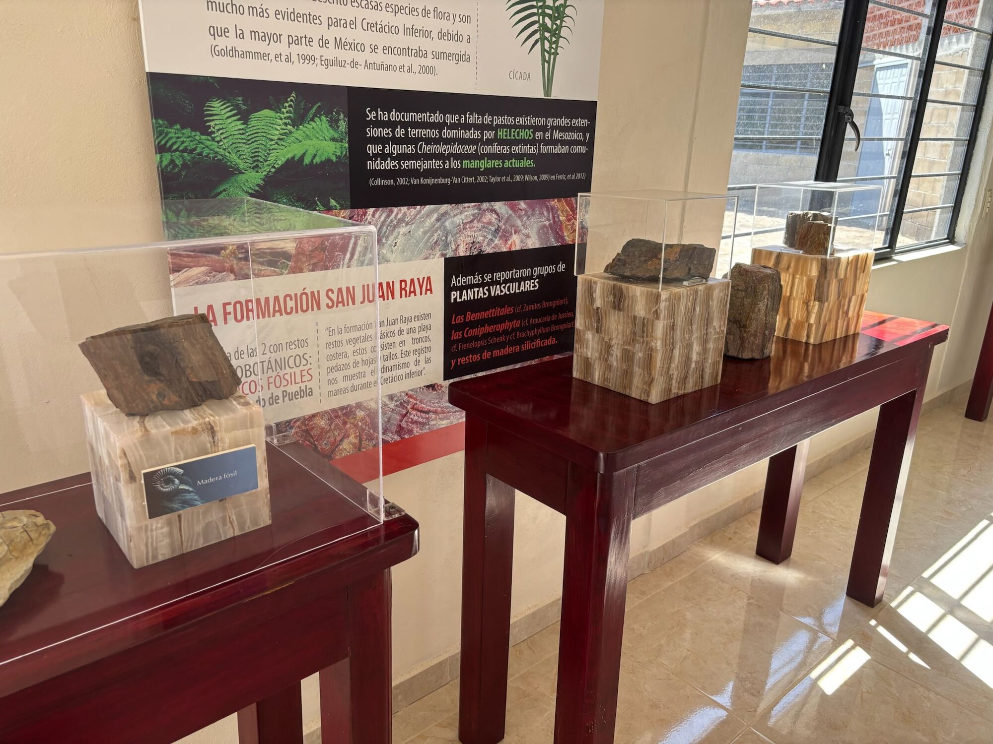 Paleobotany